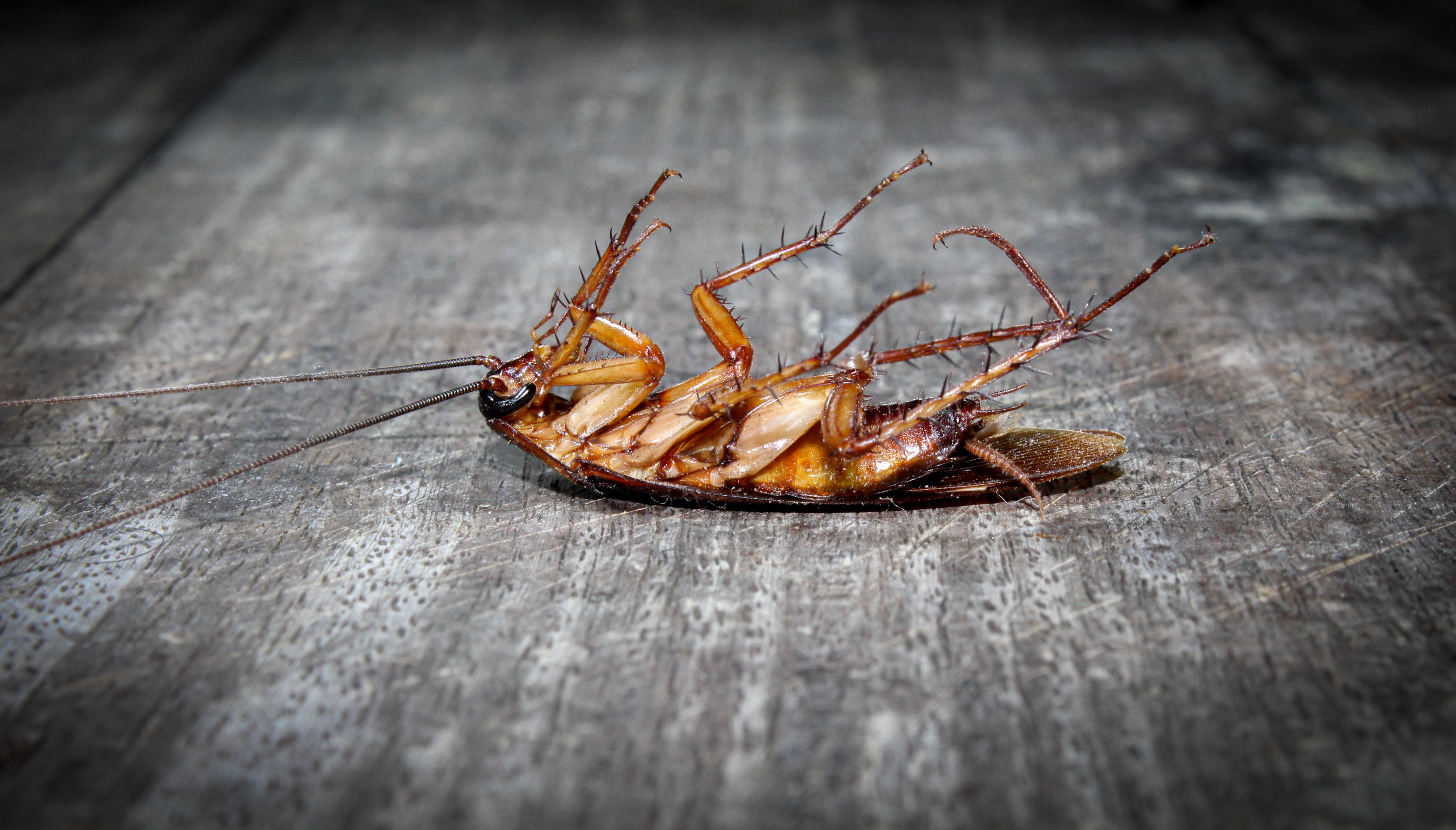 Allied Pest Control portfolio