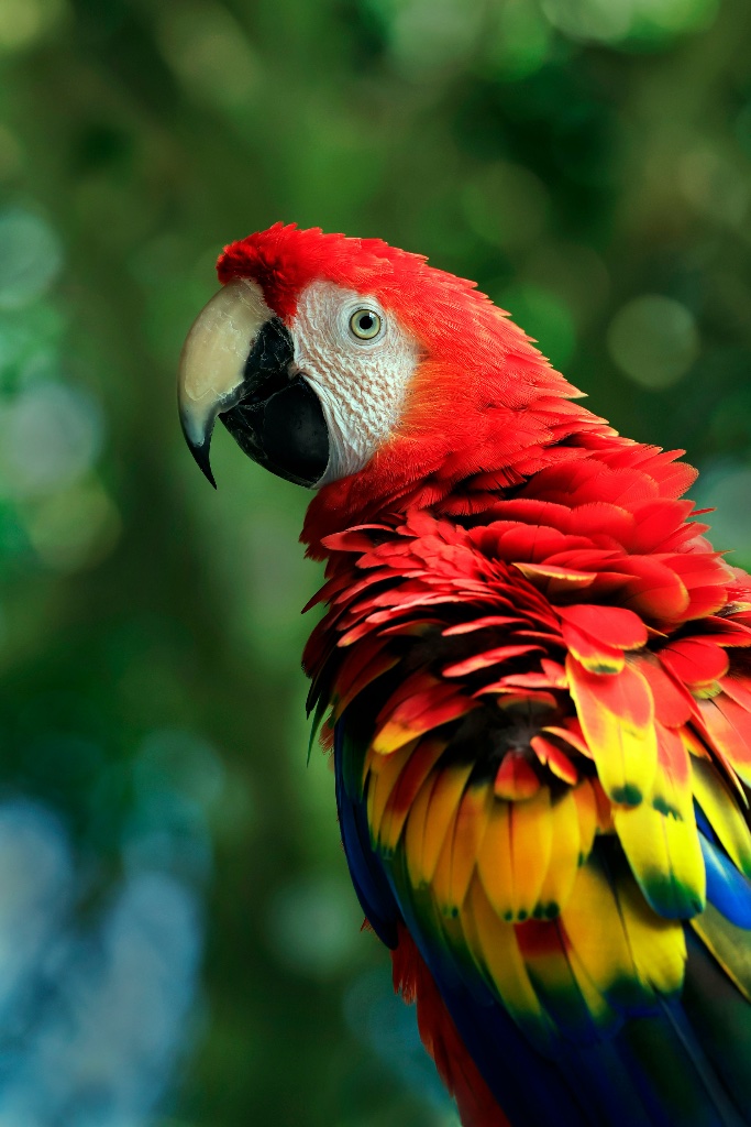 Rio profile