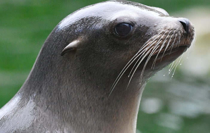 Seelöwe
