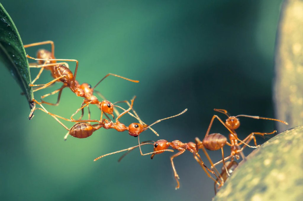 Control de Hormigas - EXODO Pest Control work 3