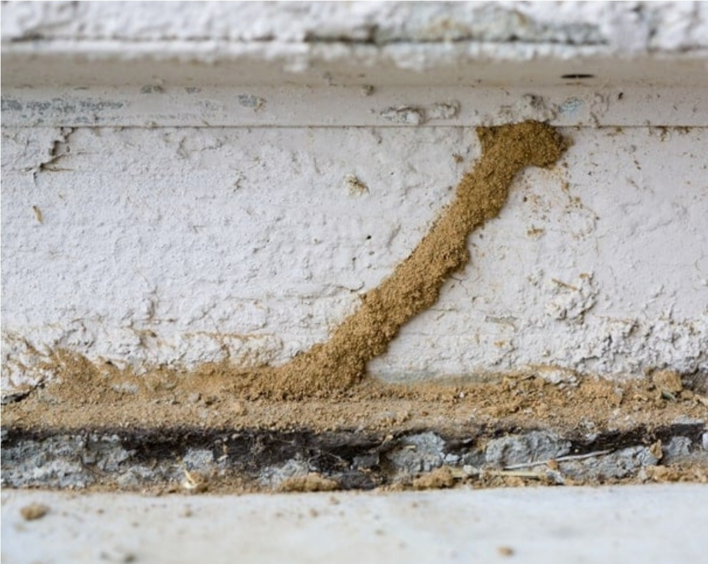 Control de Termitas - EXODO Pest Control work 1