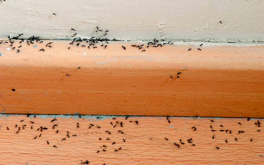 Control de Hormigas - EXODO Pest Control work 1