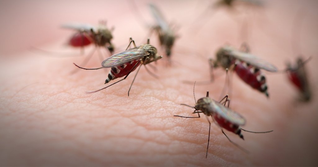 Control de Mosquitos - EXODO Pest Control work 2