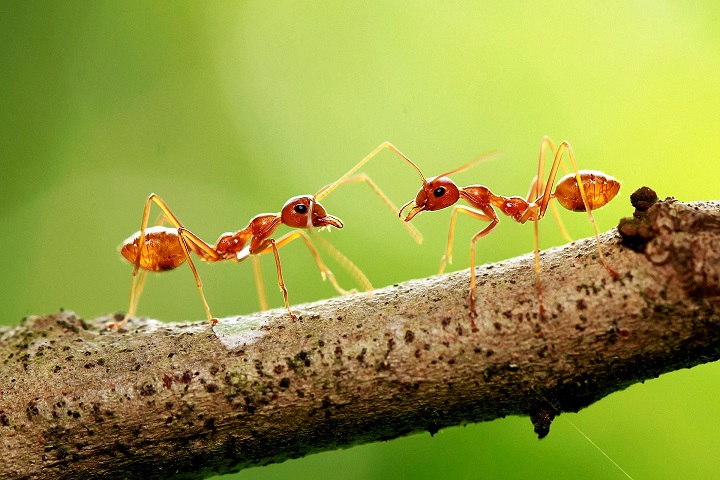 Control de Hormigas - EXODO Pest Control work 2