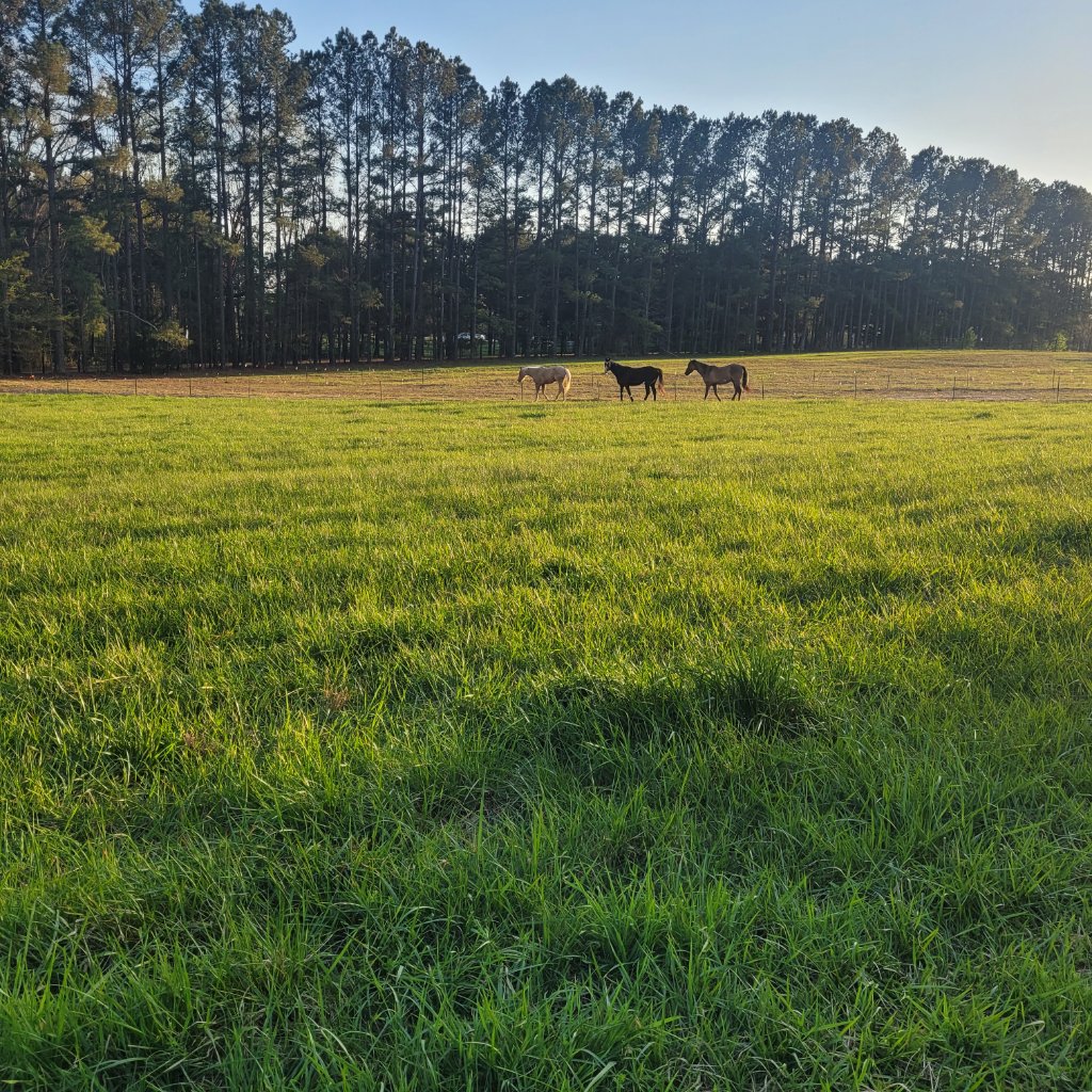 Golden hour horses grazing in the pasture