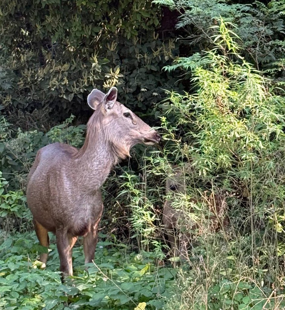 Wildlife in natural habitat