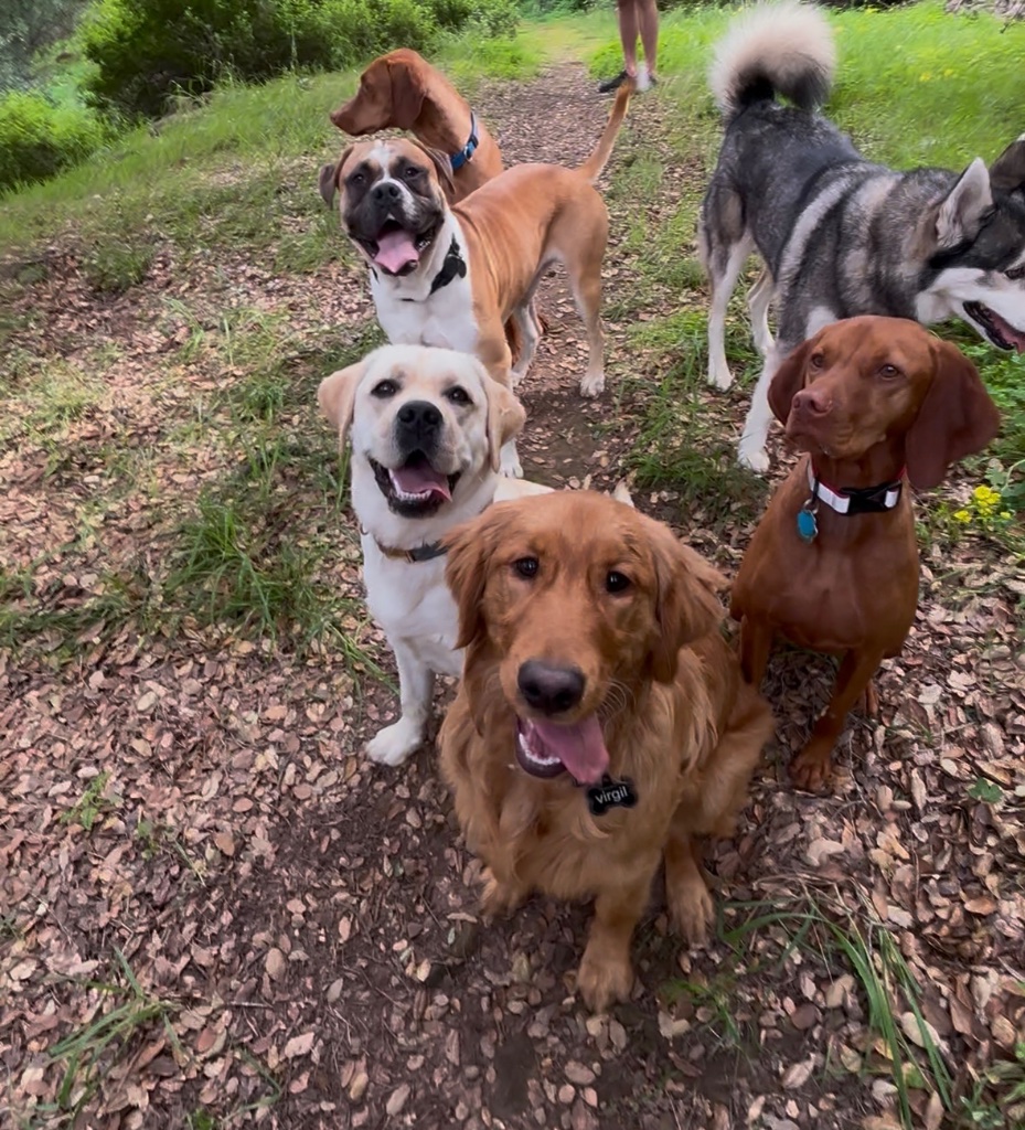 Dogs on trail