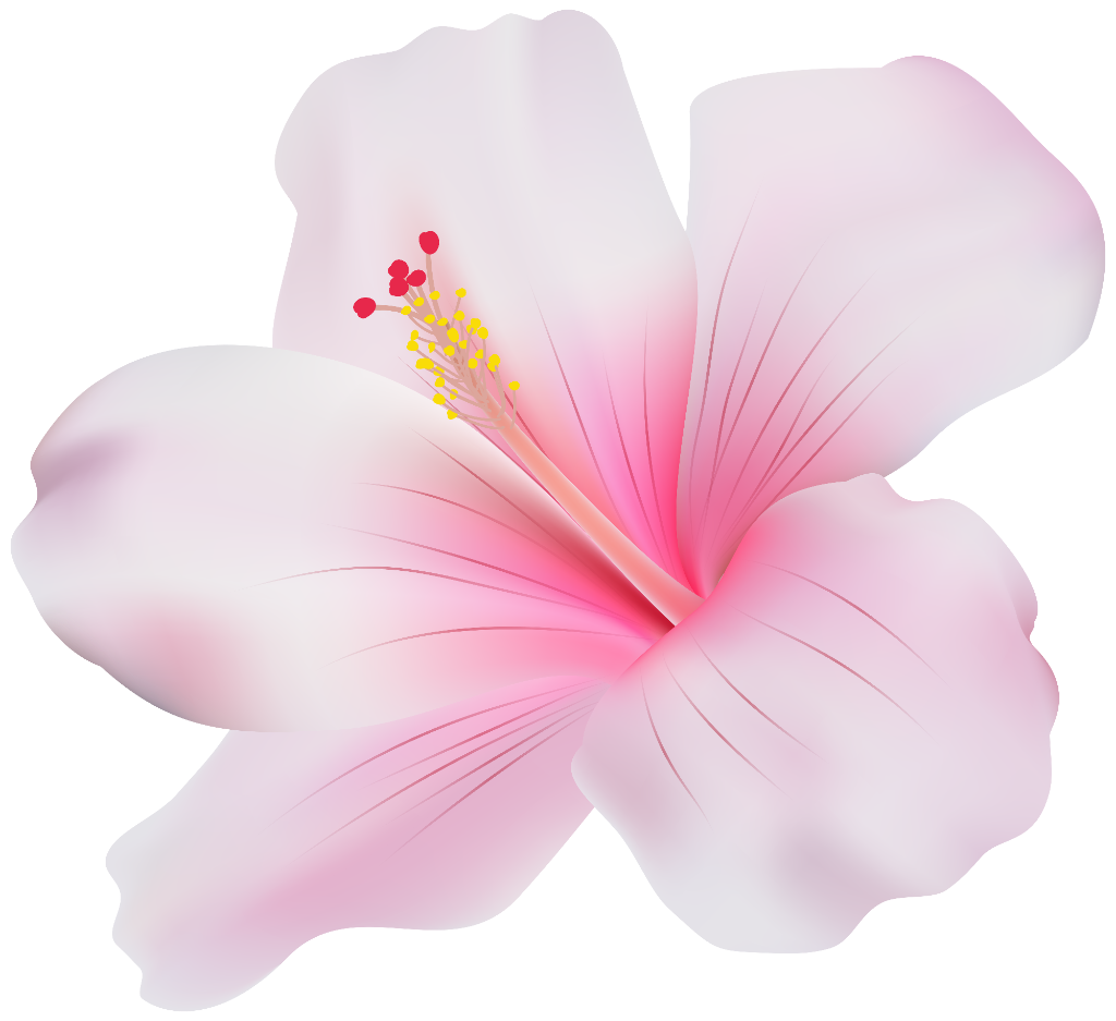 Hibiscus