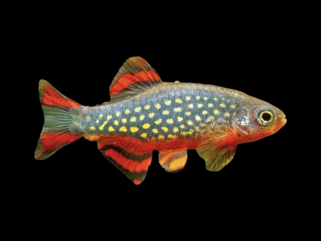 Freshwater