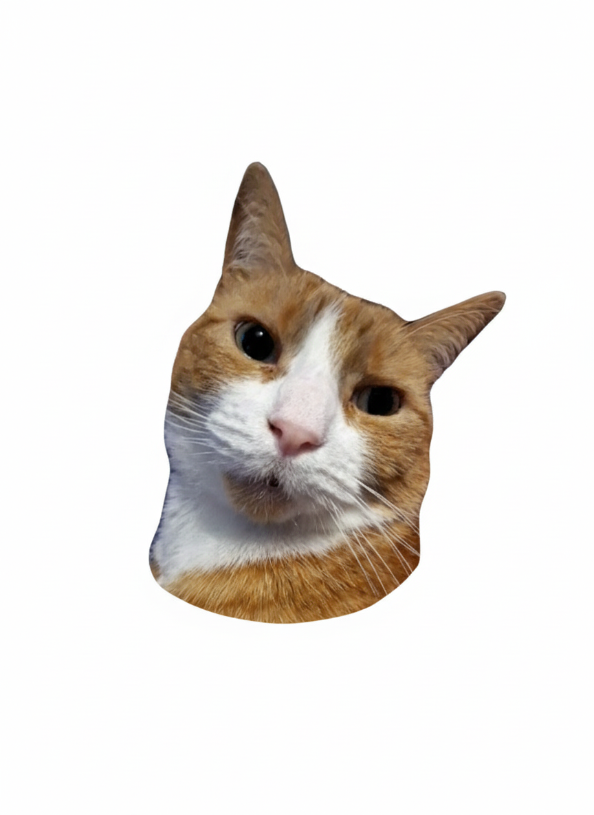 Ginger Tabby Cat