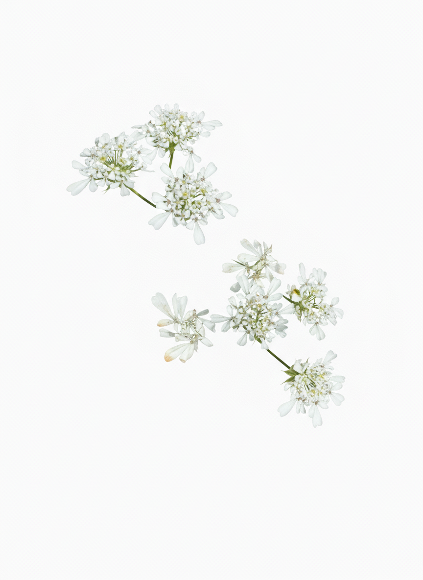 White Laceflower