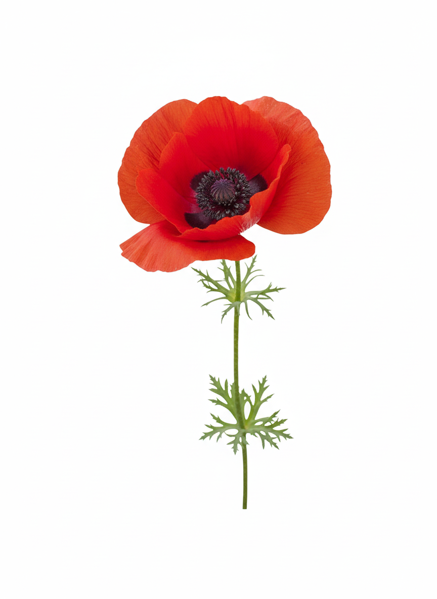 Wild Red Poppy