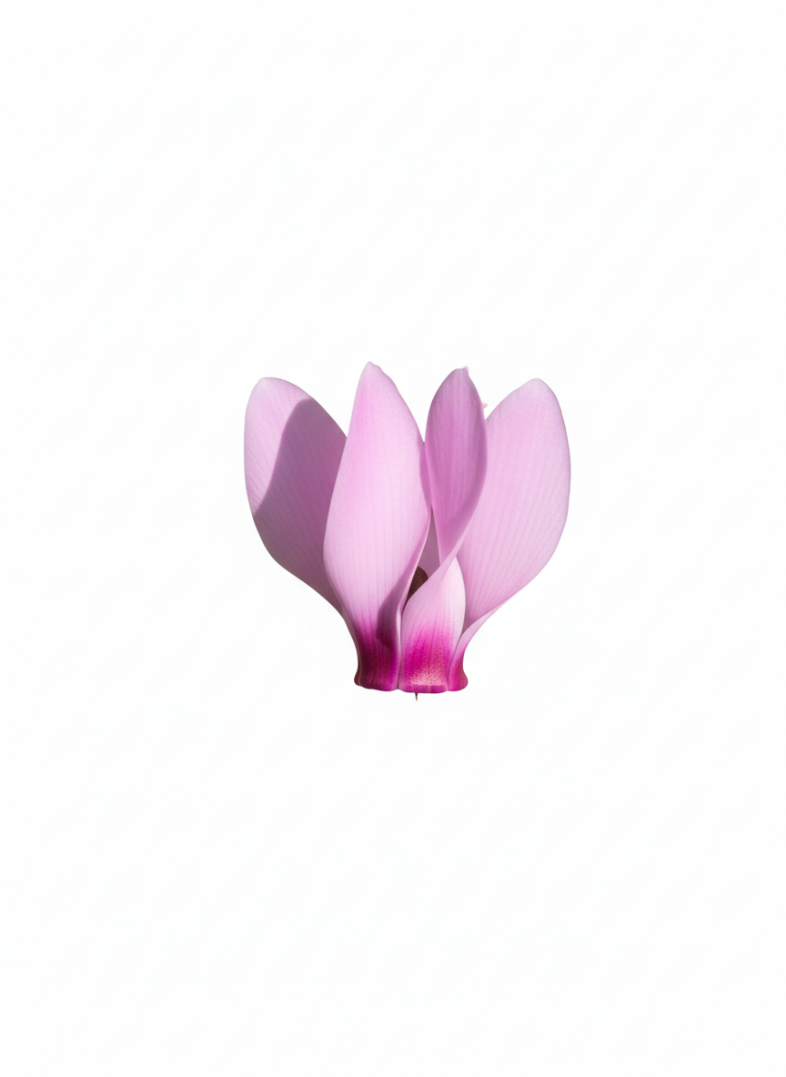 Cyclamen Flower
