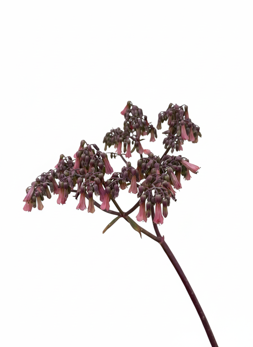 Chandelier Plant (Kalanchoe delagoensis)