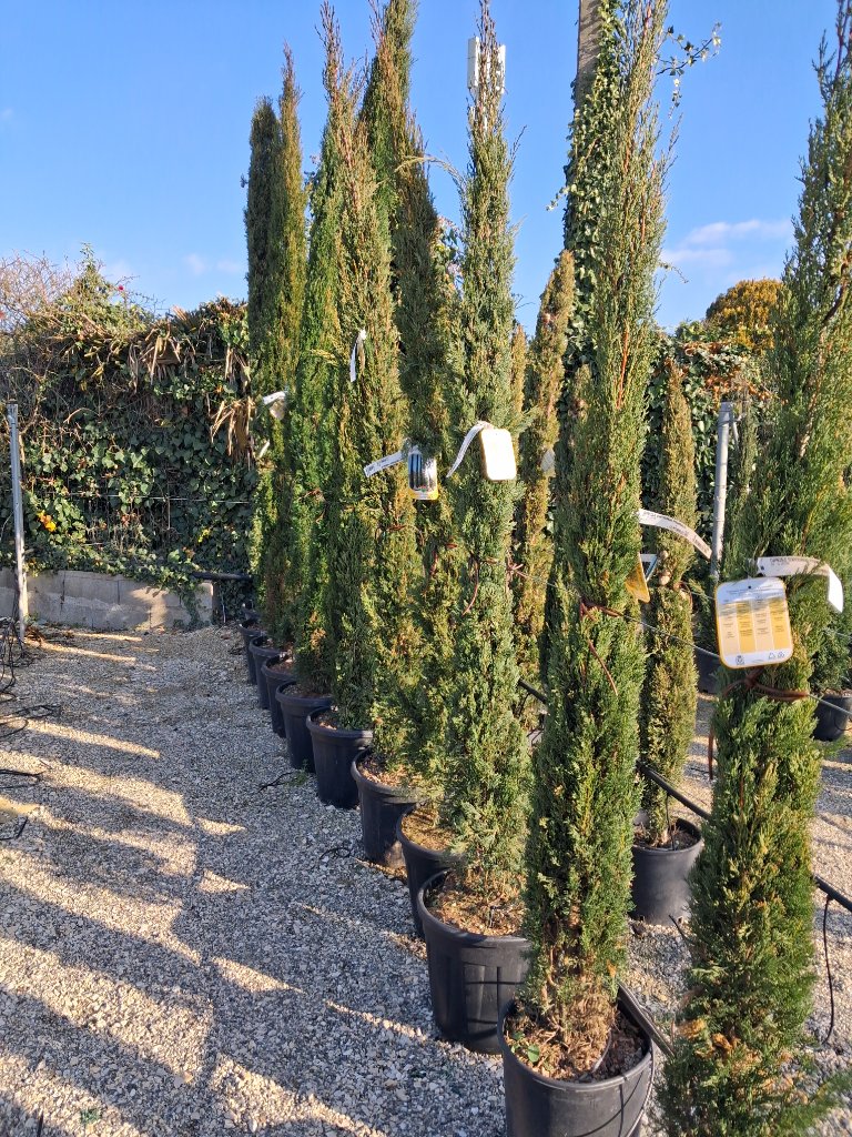 Haies & Bambous - Passion Jardin Châteaurenard 4