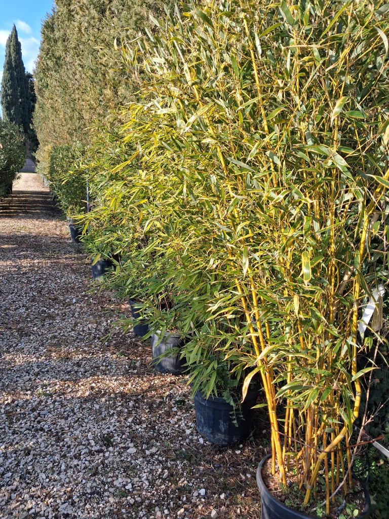 Haies & Bambous - Passion Jardin Châteaurenard 1