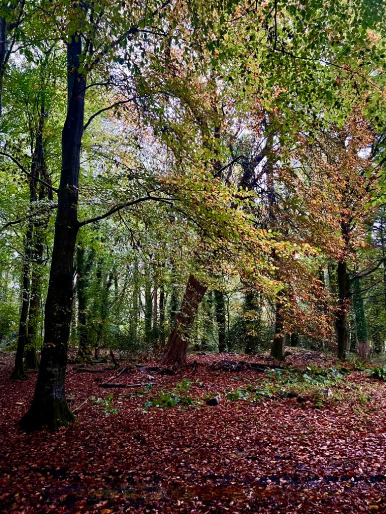 Ancient Woodland