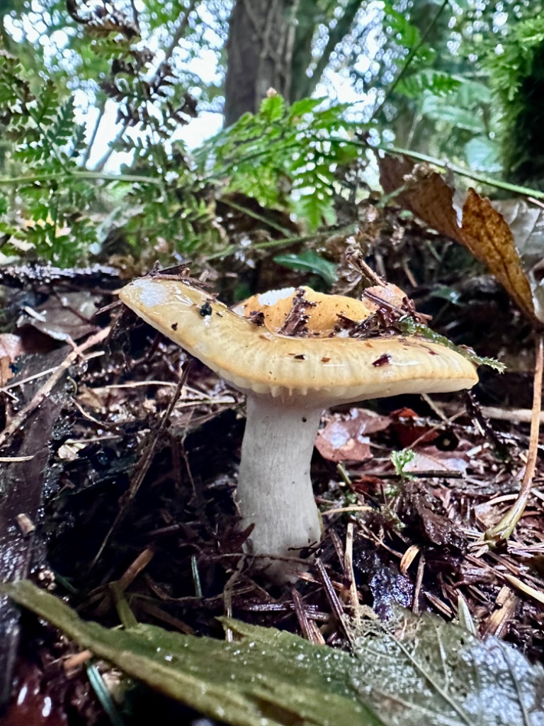 Forest site moment 8