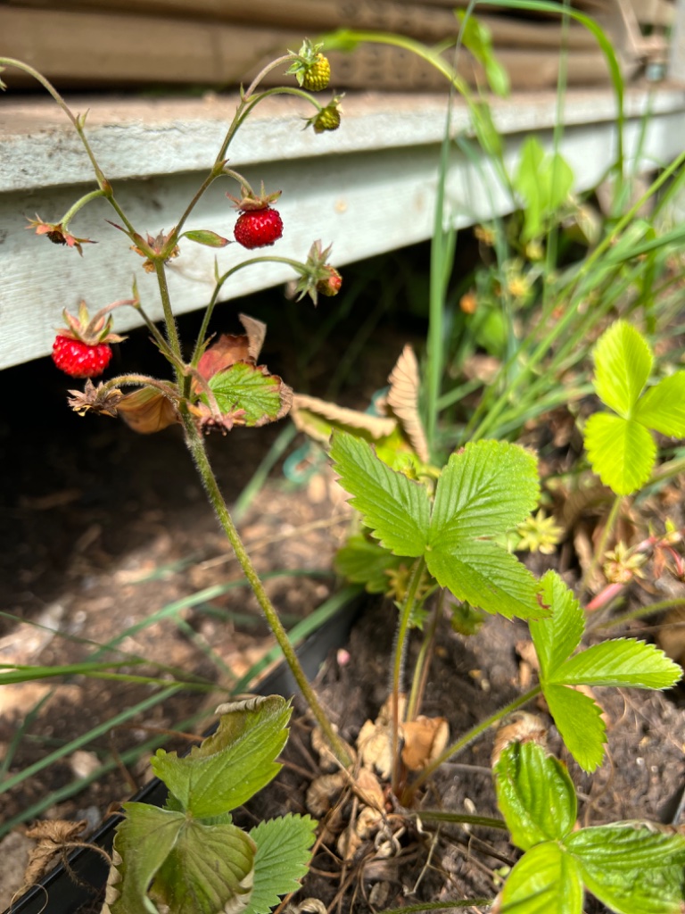 Gardens & Growing Spaces