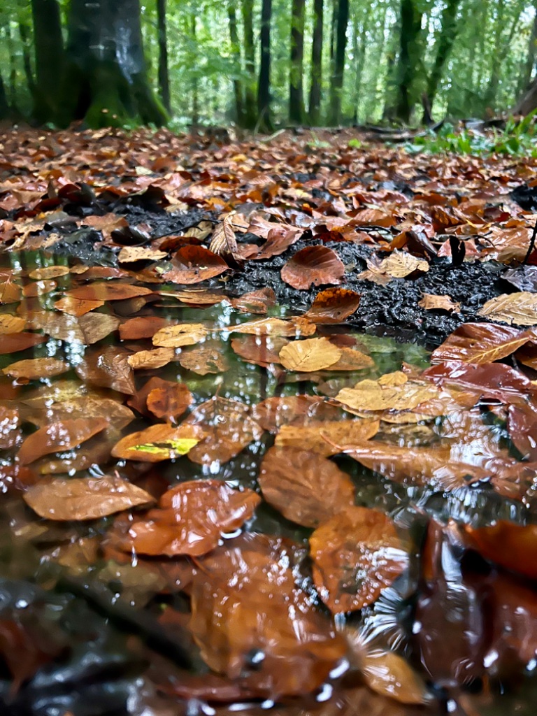 Forest site moment 7
