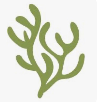 Seaweed