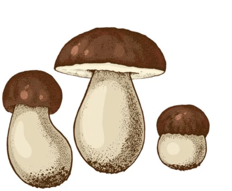 Wild Edible Fungi