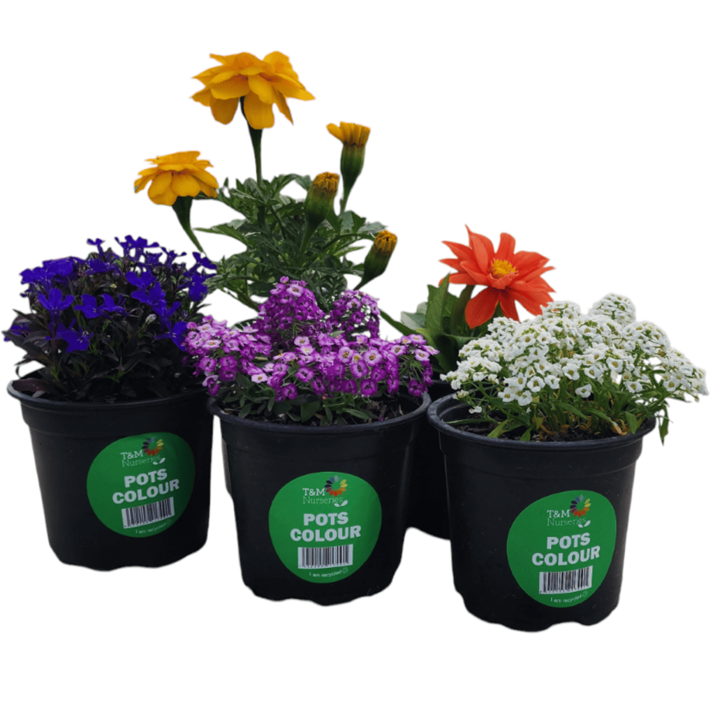 T&M Nursery Potted Colour