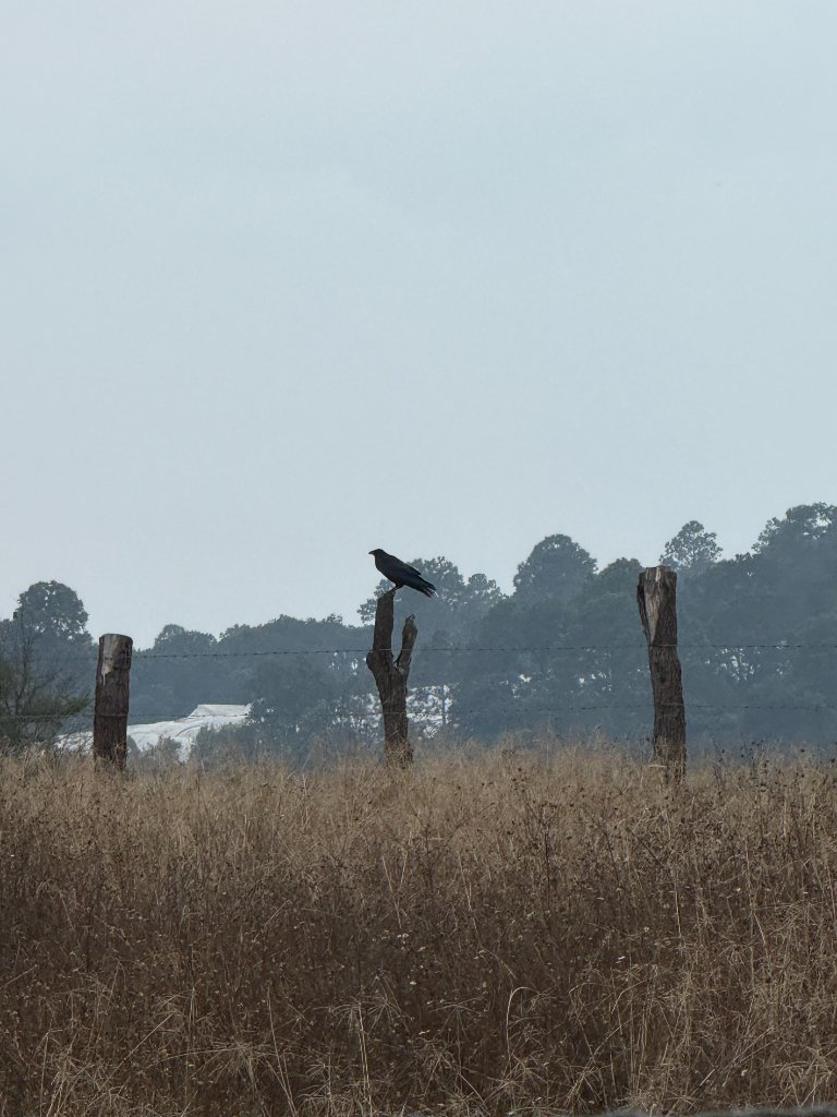 El campo