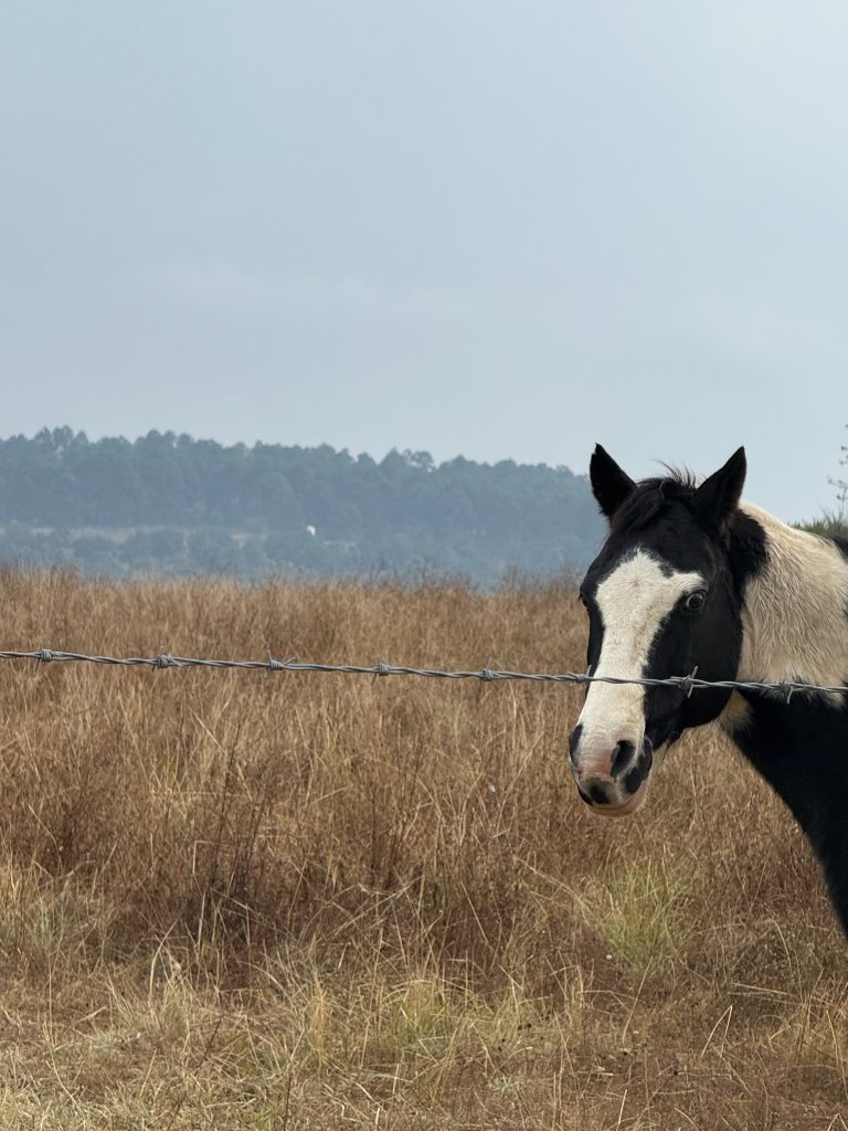 Caballos del rancho