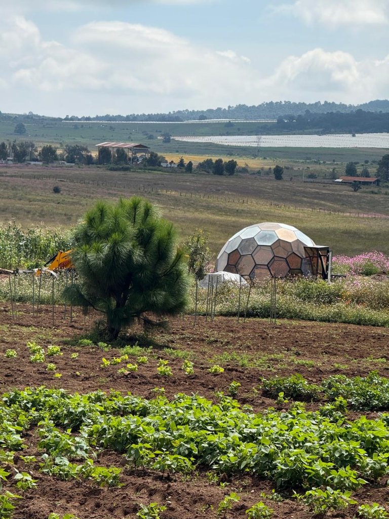 Huerto orgánico