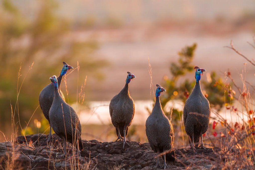 Guinea Fowl at Dawn