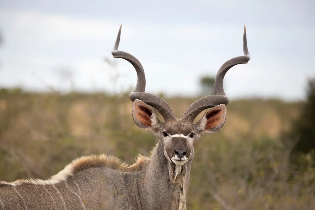 Majestic Kudu Bull