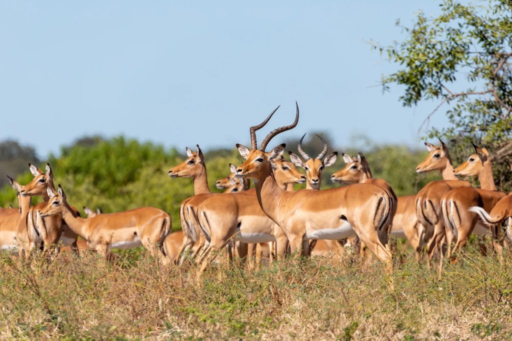 Impala Herd