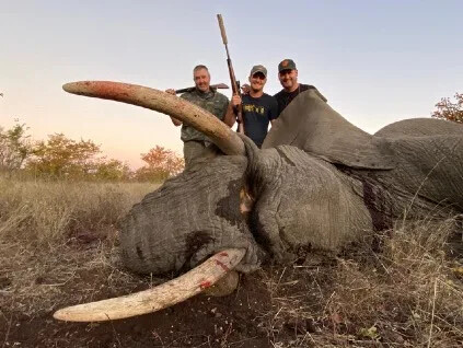 Elephant Success