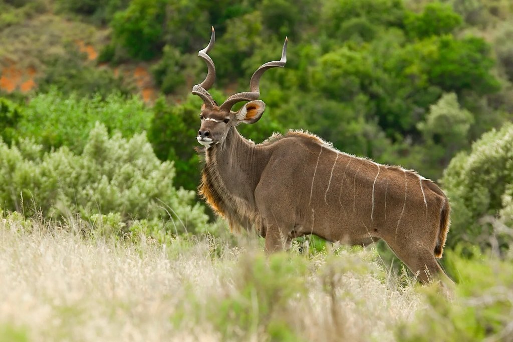Kudu in Natural Habitat