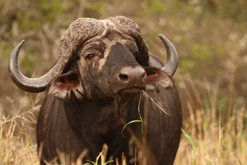 Cape Buffalo