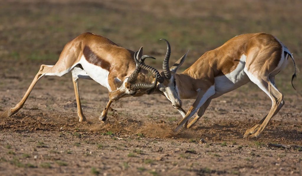 Springbok in Action