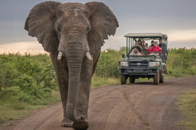 Safari Wildlife