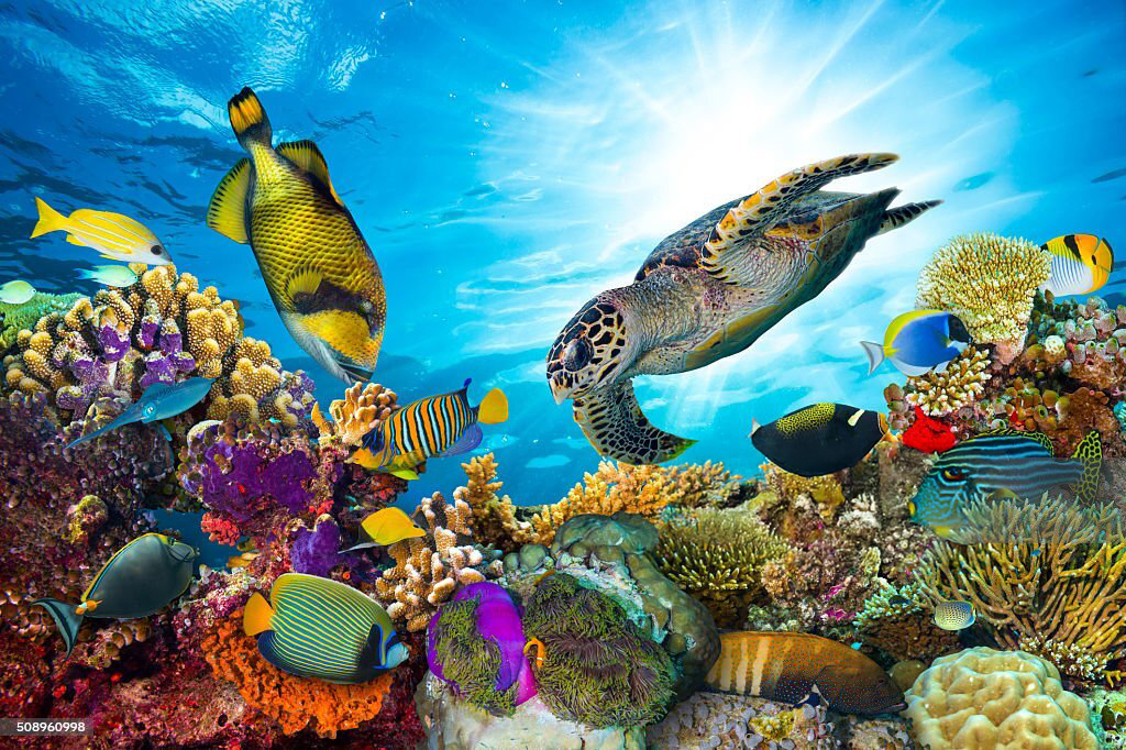 Great Barrier Reef