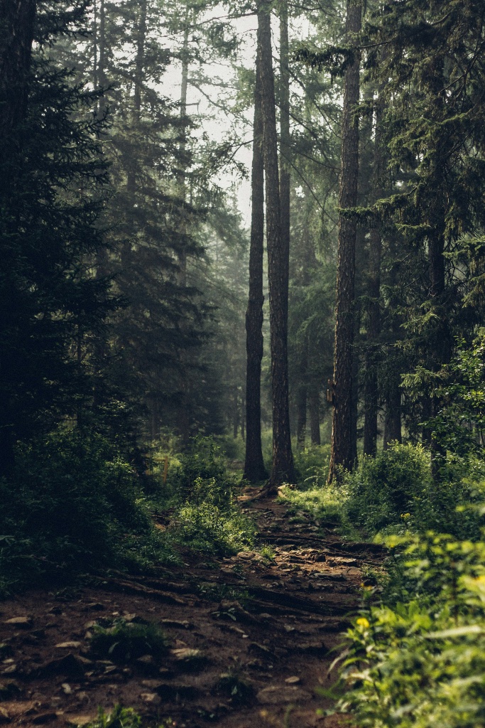 Paysage naturel, invitation à explorer le vivant avec Gaya Académie