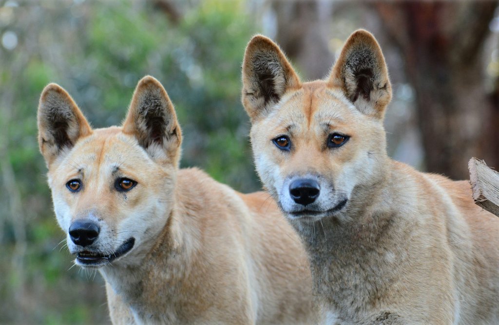 Two Australian dingoes in their natural habitat