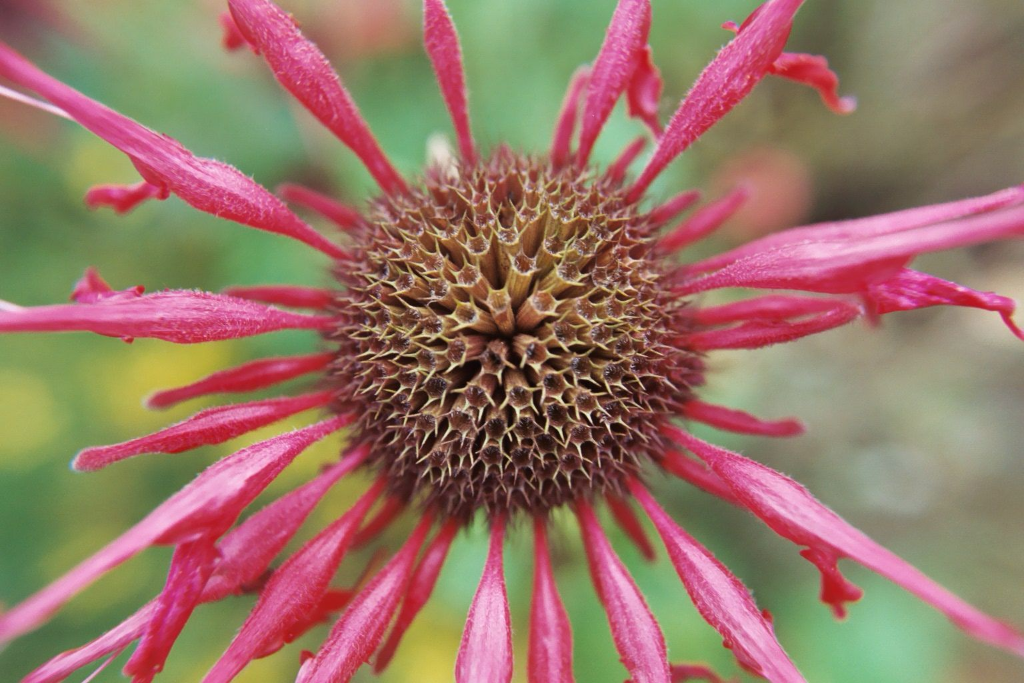 Echinacea
