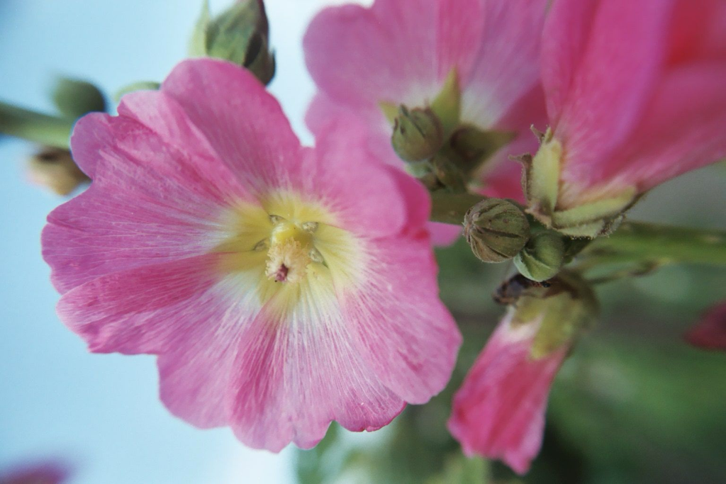 Stockrose