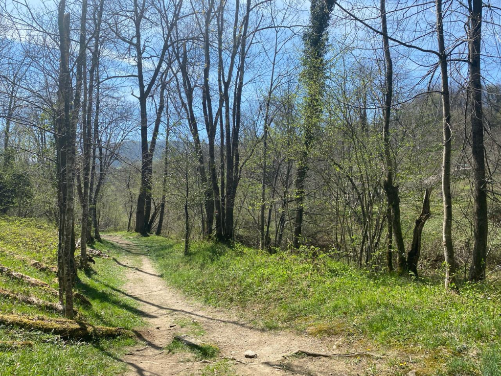 Wald