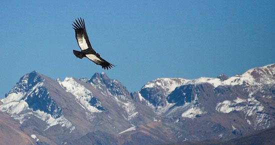 Condor flying over Andes Mountains