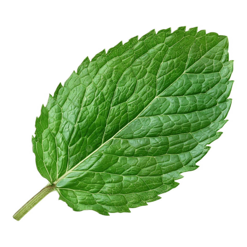 Mint leaf