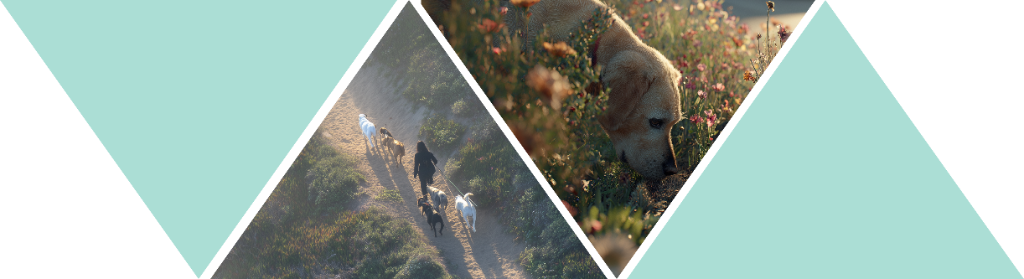 Camp Sniff dogs outdoors