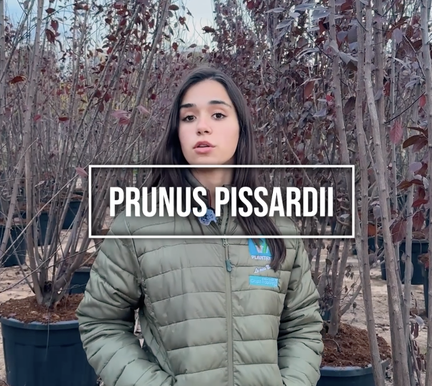 Prunus Pissardii