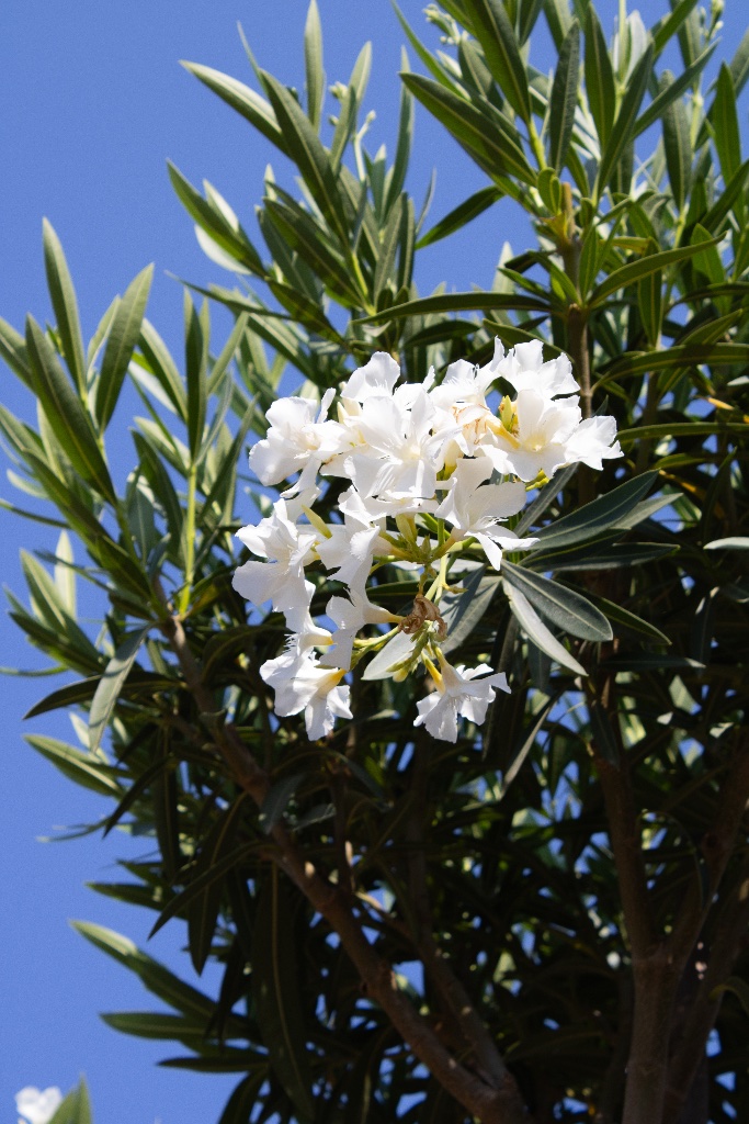 Vivero