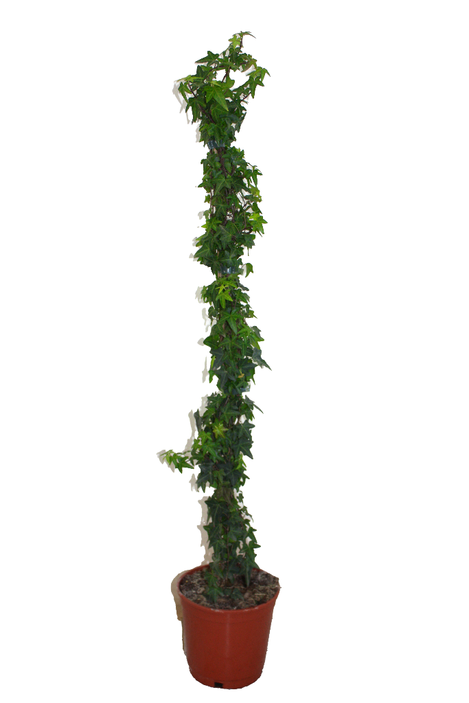 Trepadoras